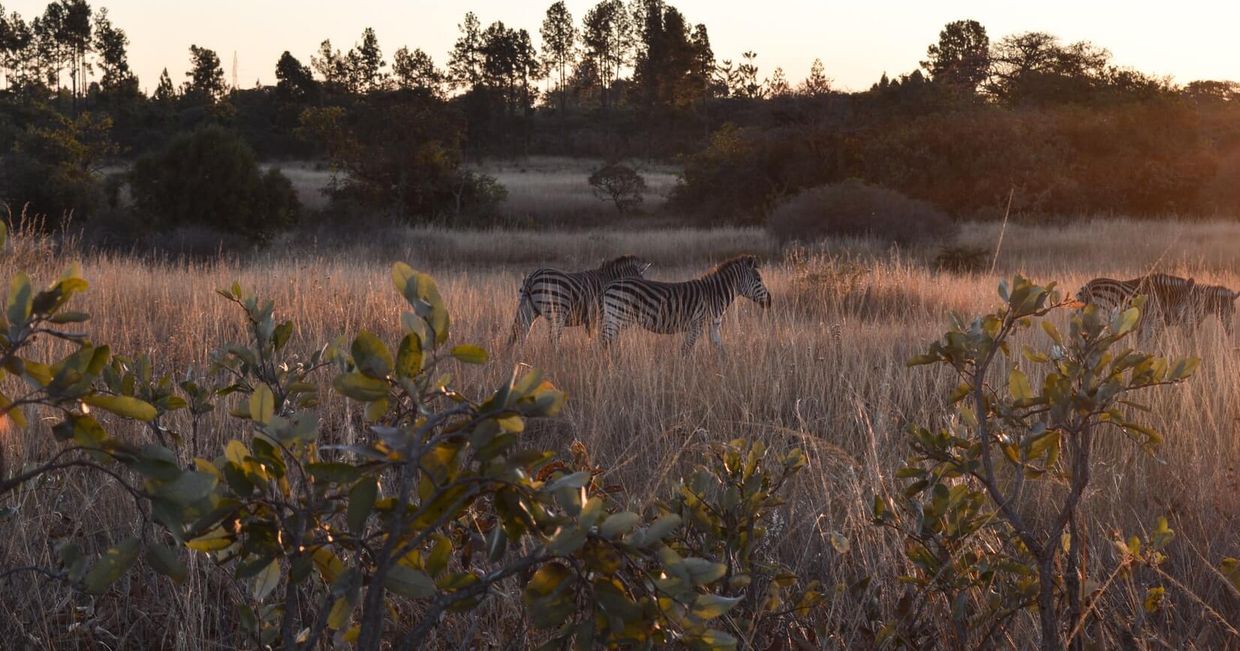 Zebry z Zimbabwe (fot. St John Wilson)