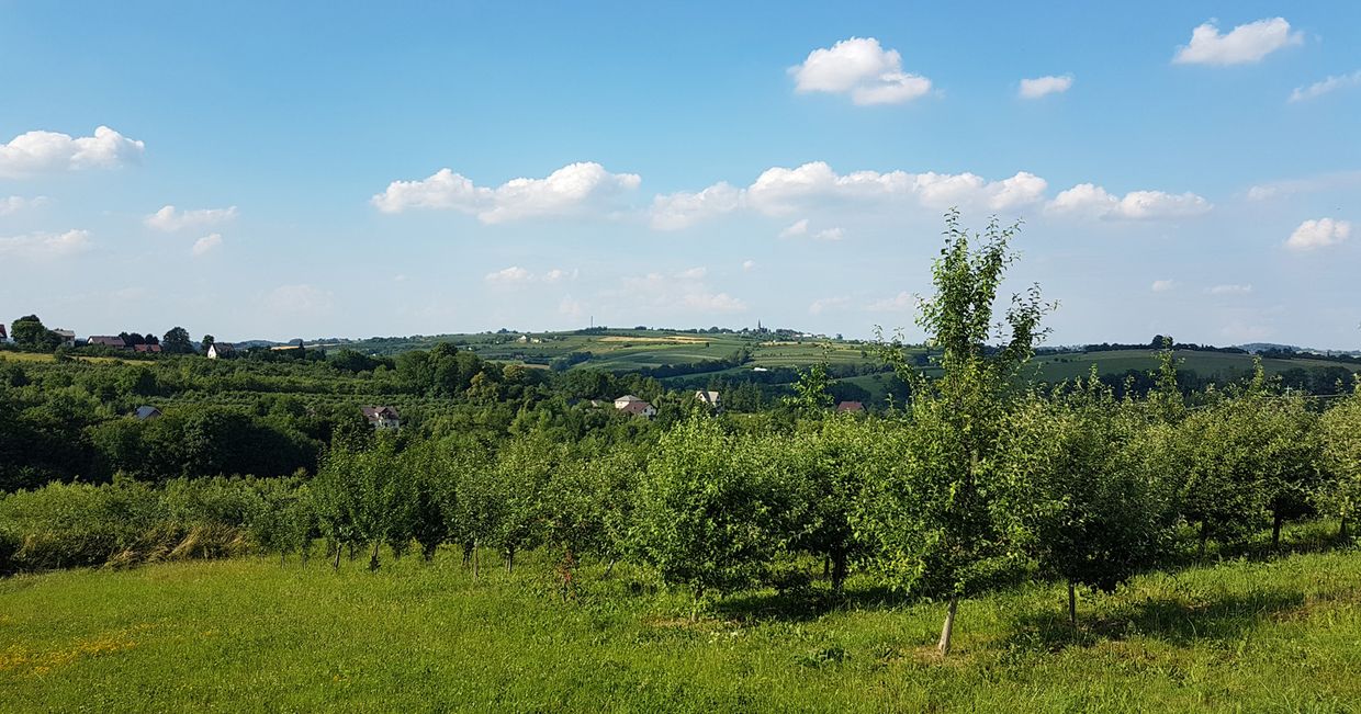 Beskid Wyspowy na weekend, łagodne wzgórza okolic Szczyrzyc, atrakcje Małopolski (fot. Aleksander Szojer)