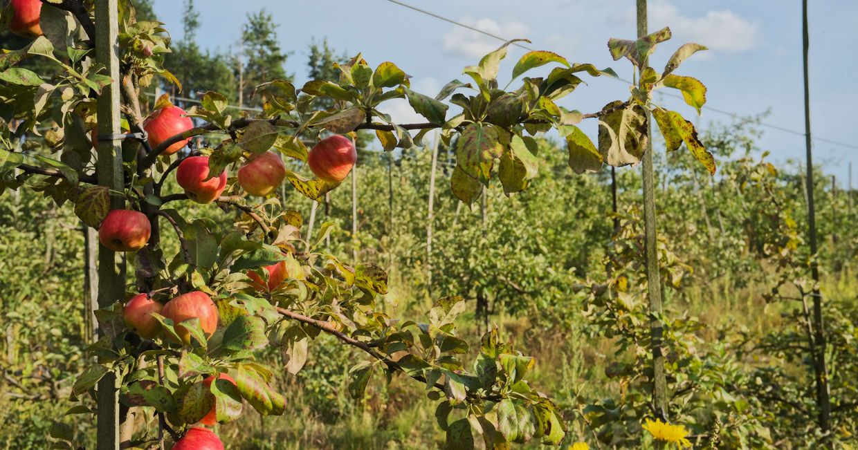 Rzemieślnicze soki jabłkowe - sad (fot. Zuza Rożek)
