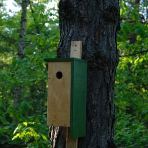 Budka dla ptaków na drzewie (fot. Marcin Lewandowski i Kaja Werbanowska)