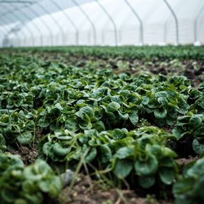 Ekologiczne uprawy (fot. Daniel Fazio / unsplash.com)