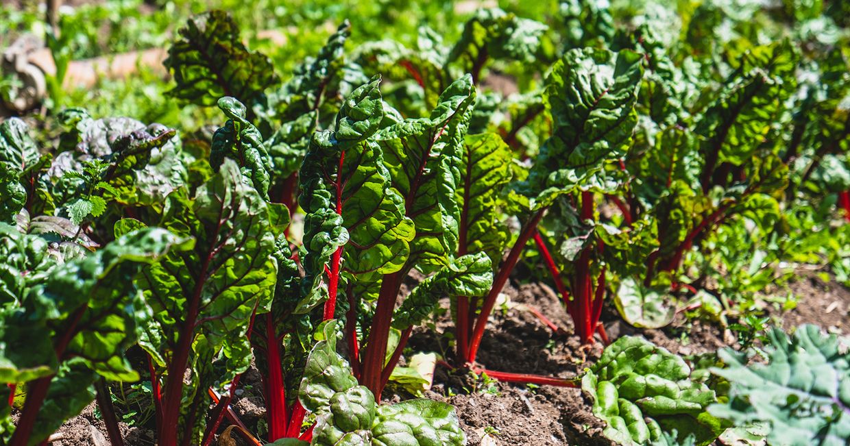 Kooperatywy spożywcze. Grządki botwiny (fot. Ronan Furuta / unsplash.com)