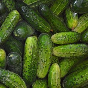 kiszonki, fermentacja, kiszenie, jak robić kiszonki, jak kisić, Tomek Zielke, kiszenie, pikle, domowe kiszonki