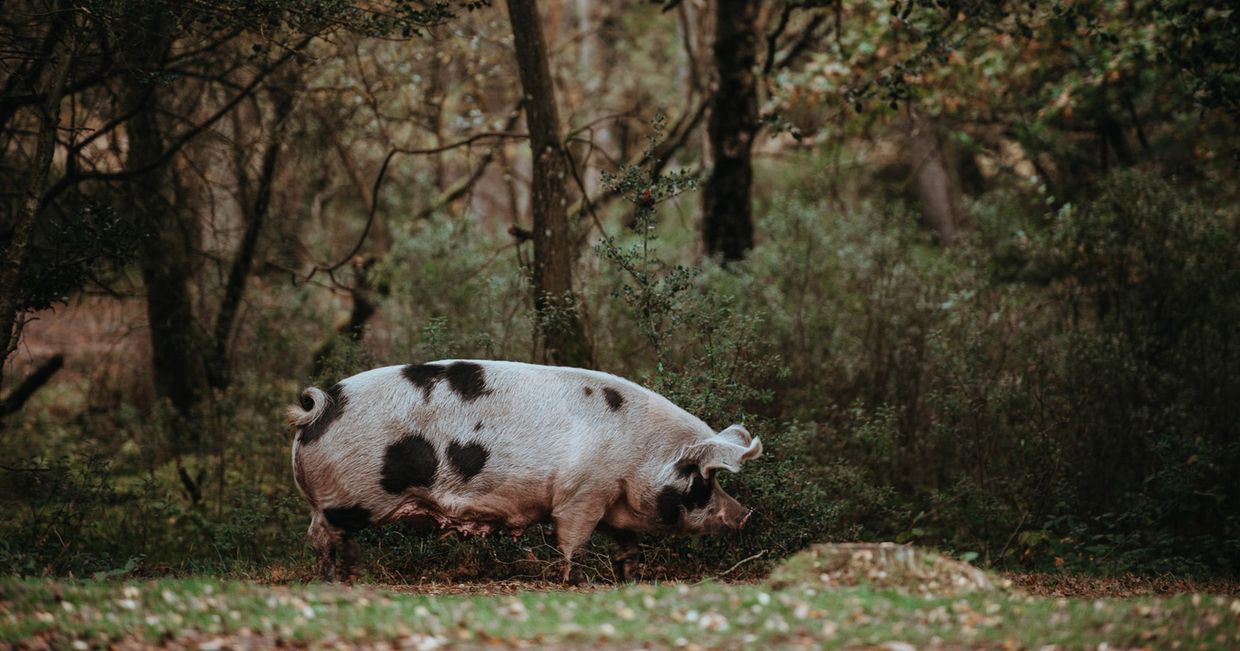 Świnia w łatki na skraju lasu – czy rezygnacja z mięsa pomoże planecie? (fot. Annie Spratt / unsplash.com)