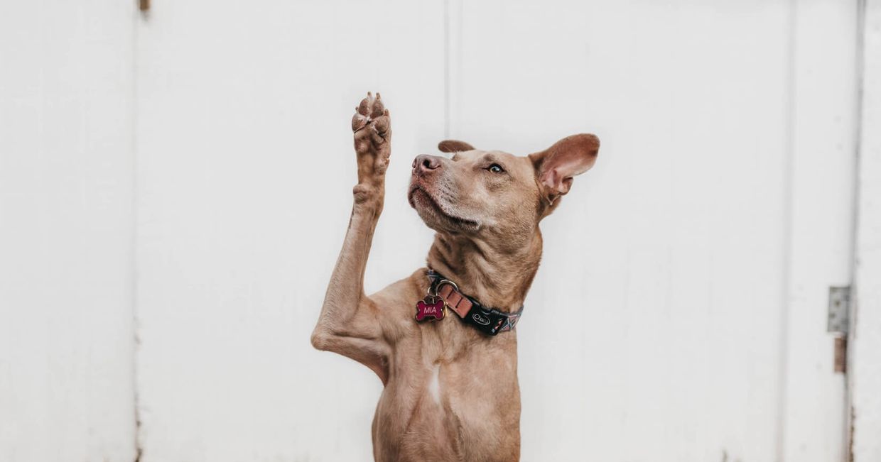 Pies wyciągający łapę