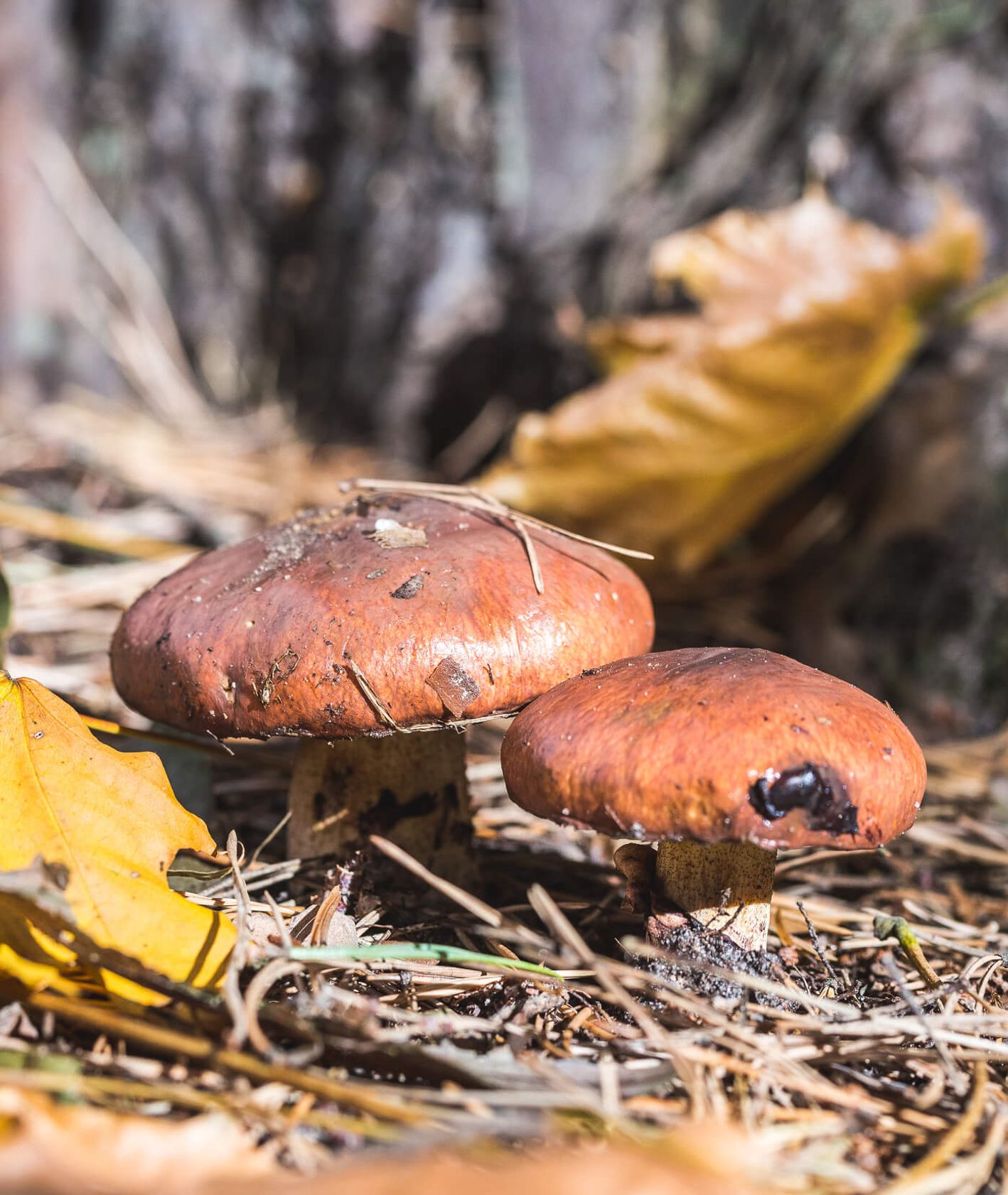 Fotografia grzybów w leśnym podszyciu (fot. Łukasz Stafiej)