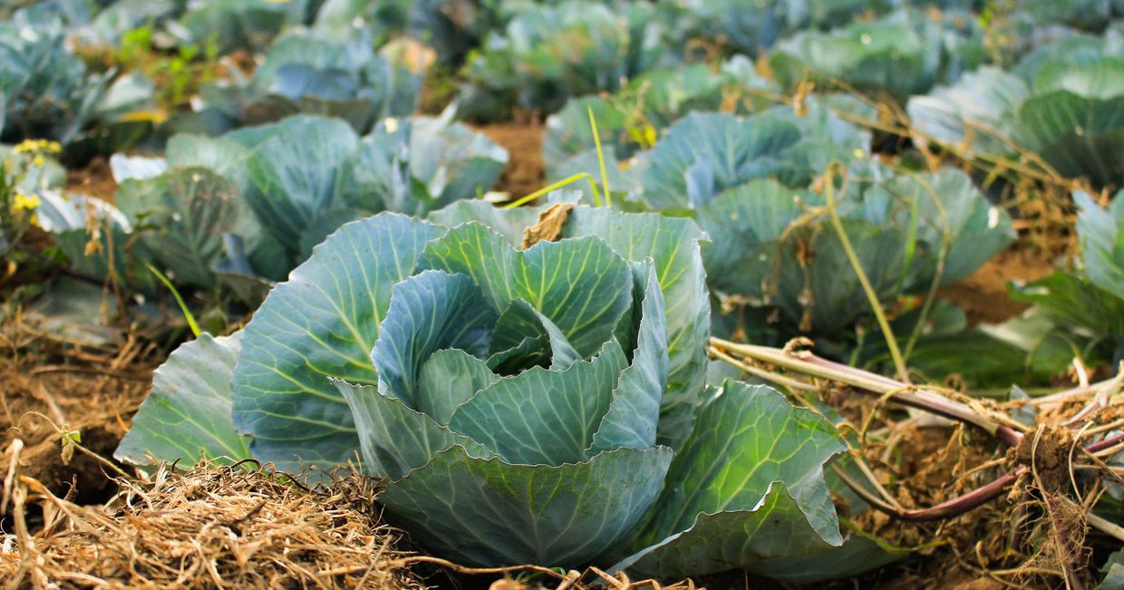 Główka kapusty na polu uprawnym – jak produkcja żywności wpływa na zmiany klimatyczne? (fot. Arnaldo Aldana / unsplash.com)