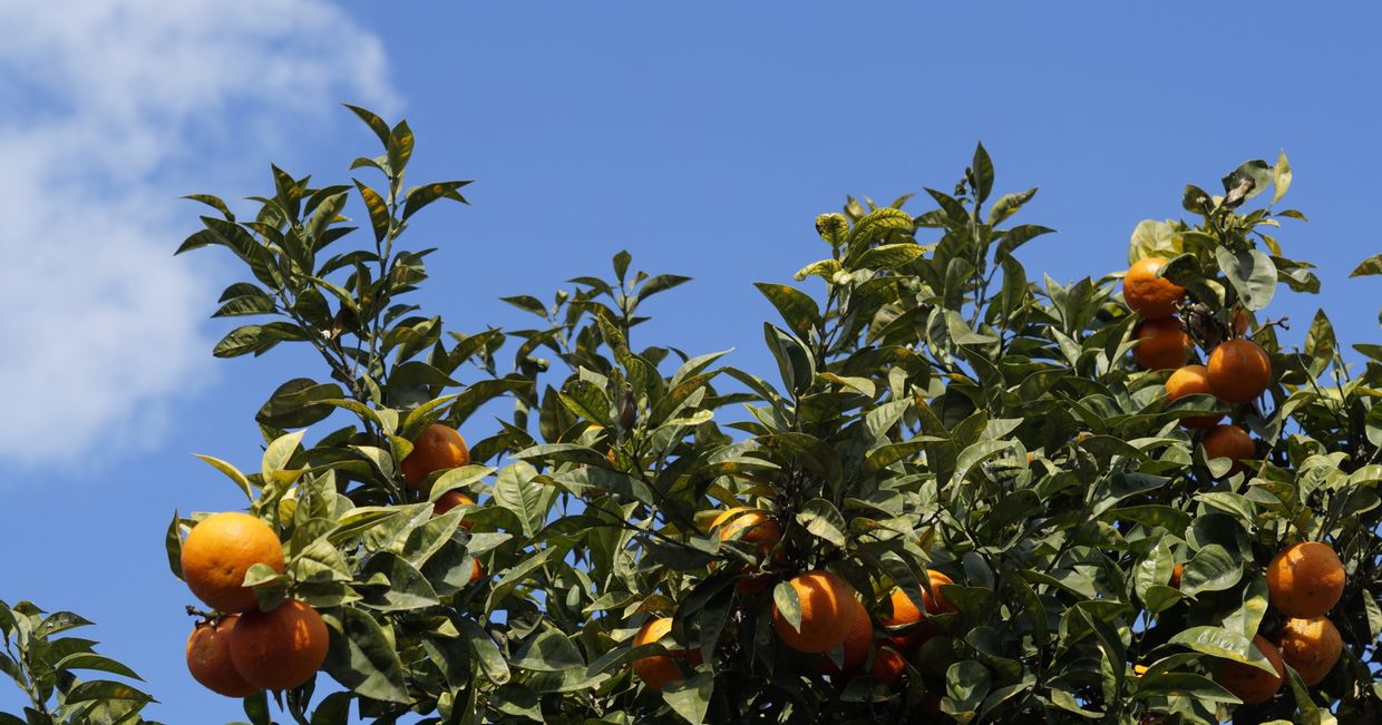 Drzewko pomarańczowe