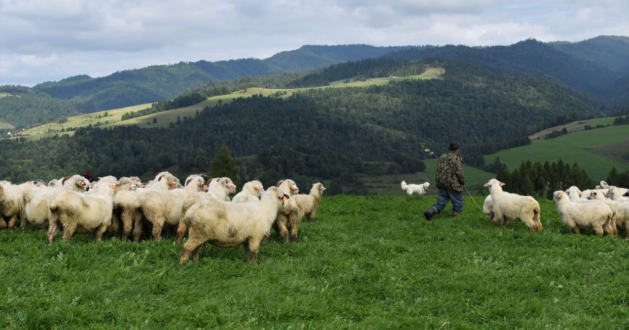 Tradycyjny wypas owiec, owce z juhasami na hali w Karpatach (fot. Monika Ankudowicz)