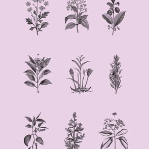 IlustracjeJakub Woynarowski, zioła, zielnik