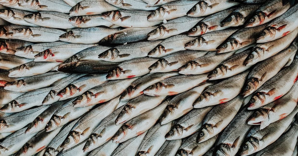 Ułożone na sobie ryby (fot. Linda Robert / unsplash.com)