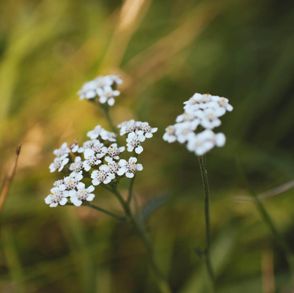 zioła, polskie superfoods