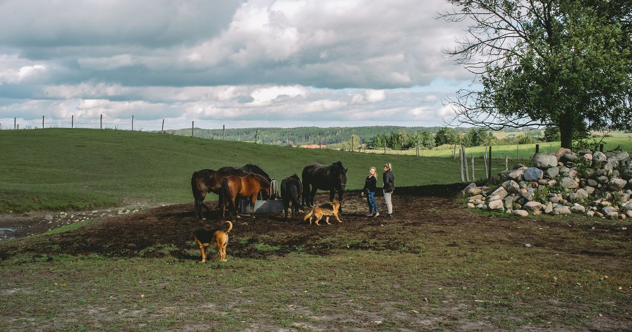 Widok rancza, wypas koni