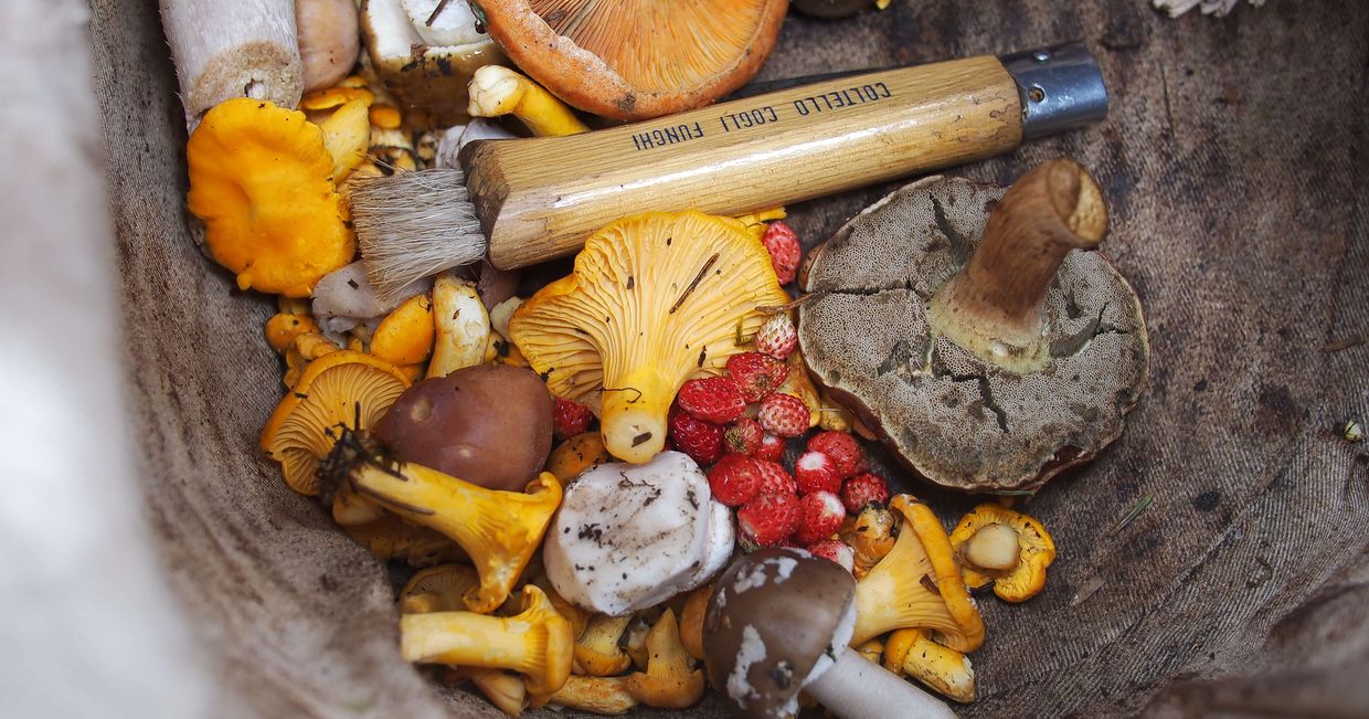 Zbiory świeżych grzybów i poziomek z lasu (fot. Nick Grappone)