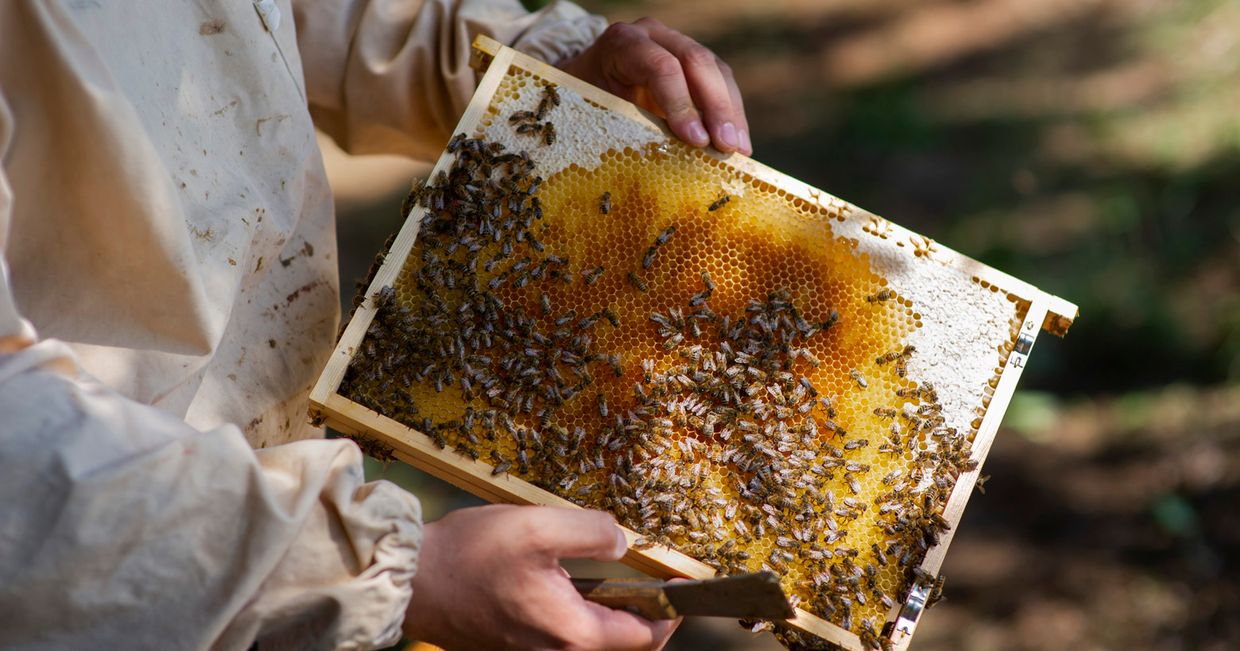 Plaster z miodem (fot. Katarzyna Korza)