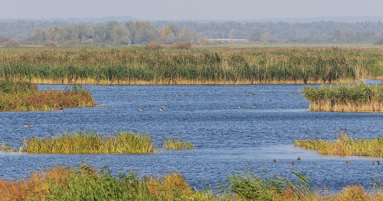 Jedno z jezior w Parku Narodowym Ujście Warty (fot. A. Savin / Wikipedia)
