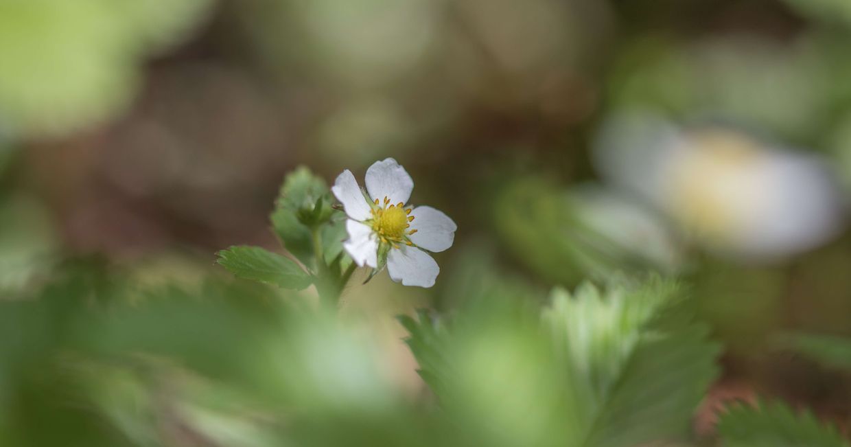poziomki, domowy ogródek, jak wyhodować poziomki