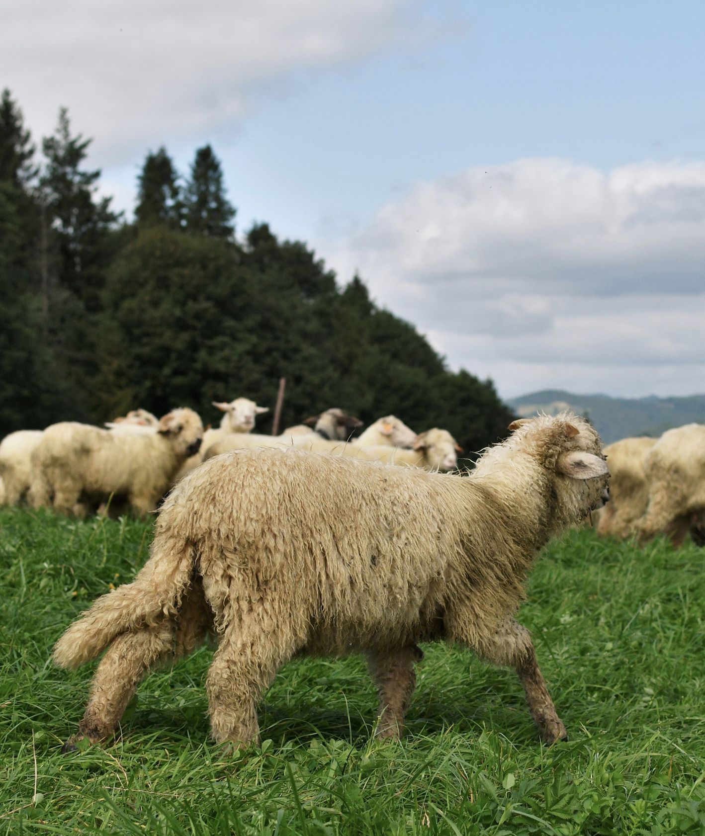 Tradycyjny wypas owiec w Karpatach (fot. Monika Ankudowicz)