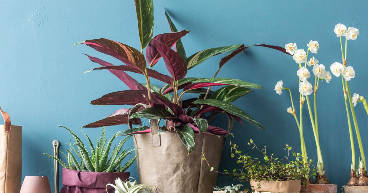 Półka z roślinami na niebieskiej ścianie. (fot. Kwiaty & Miut)