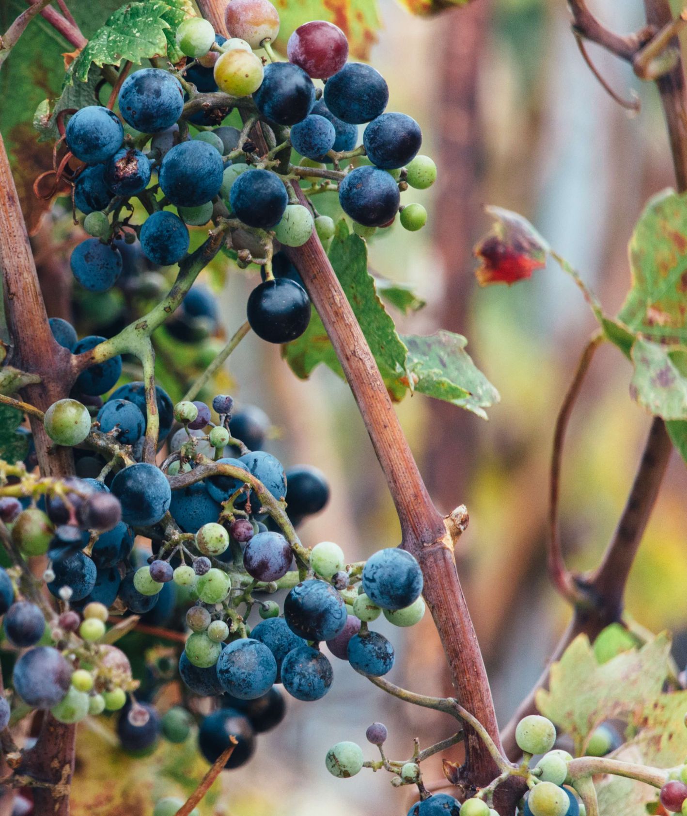 Dojrzewające owoce winogrona (fot. Alex Holyoake)