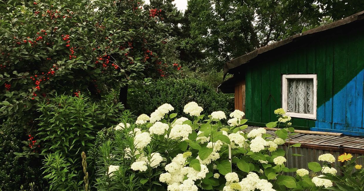 Ogródek działkowy z niebiesko-zieloną altanką (fot. Julia Morawska)