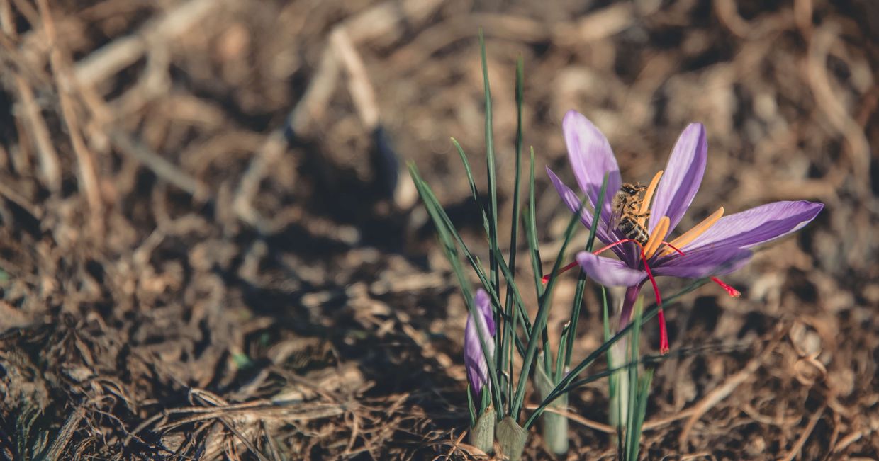 kukbuk poleca, szafran, szafran w polsce