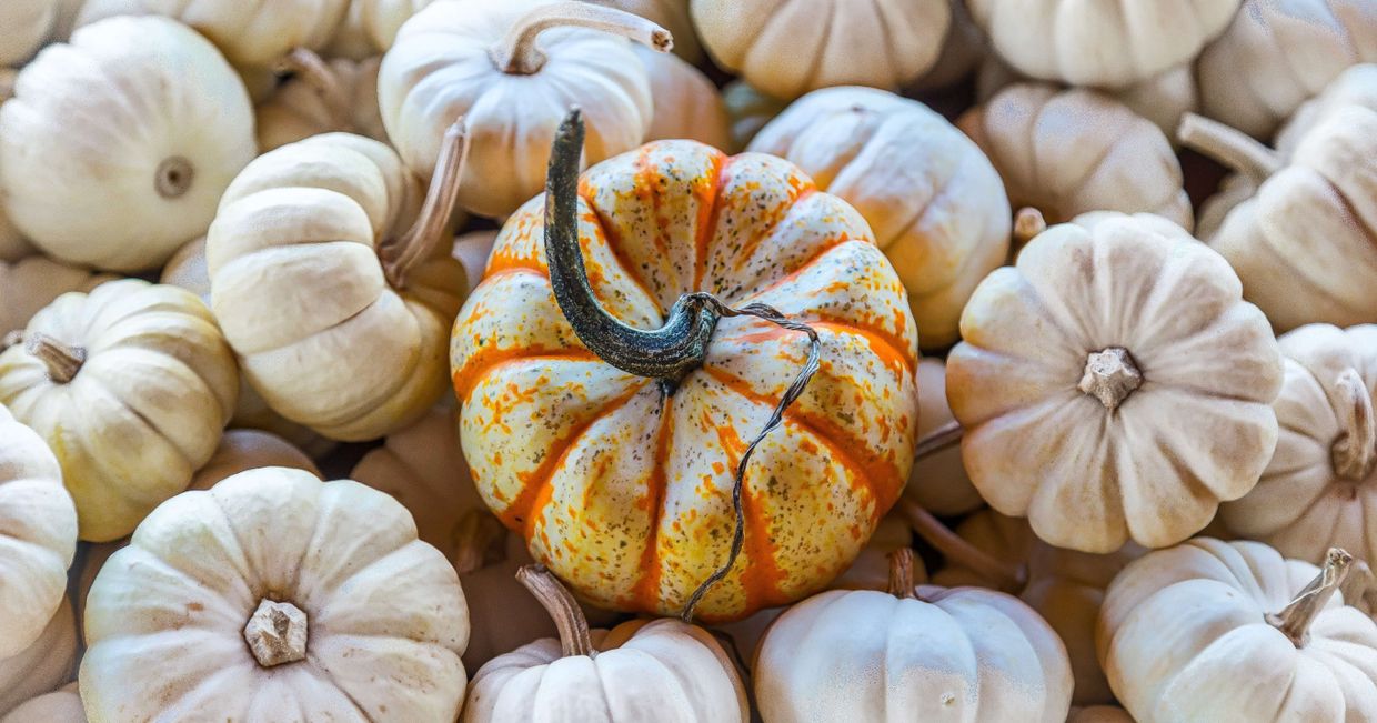 Pomarańczowo-zielona dynia (fot. Alfred Schrock)