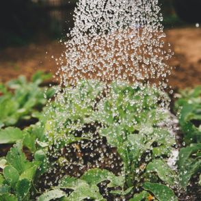 Pierwsze ogrody deszczowe w Gdyni (fot. Markus Spiske / unsplash.com)