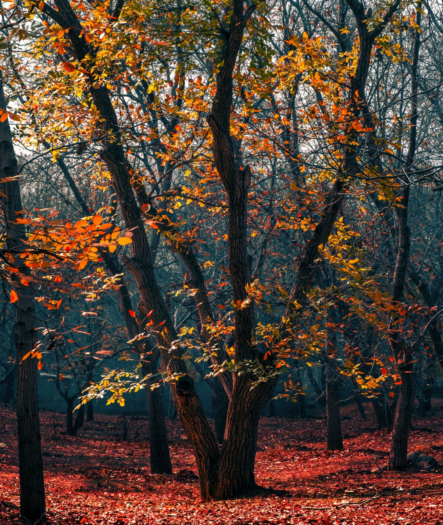 jesień - czerwono / żółte liście na drzewach