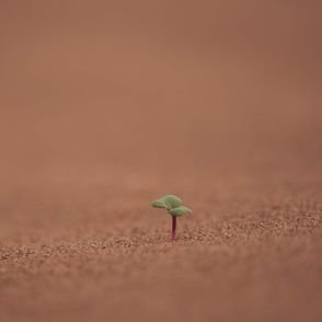 życie na Marsie, rośłinka