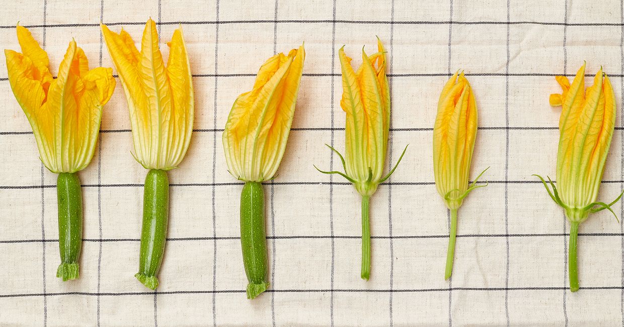 Przepisy z kwiatami cukinii (fot. Maciek Niemojewski)