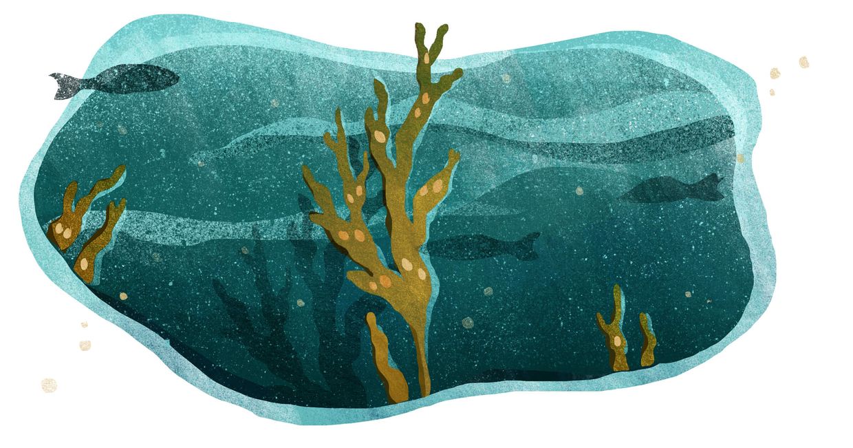 Algi w podwodnym świecie (il. Urszula Mierzwa)