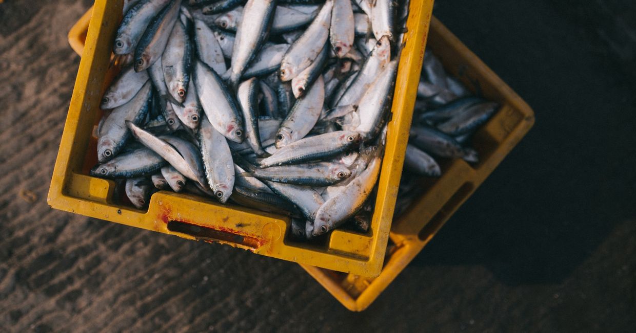 Ryby w żółtych skrzynkach (fot. Nguyen Linh / unsplash.com)