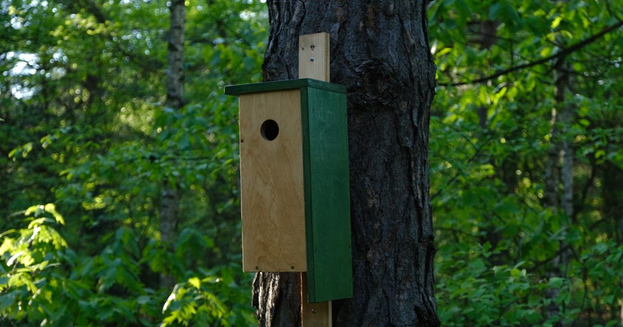 Budka dla ptaków na drzewie (fot. Marcin Lewandowski i Kaja Werbanowska)