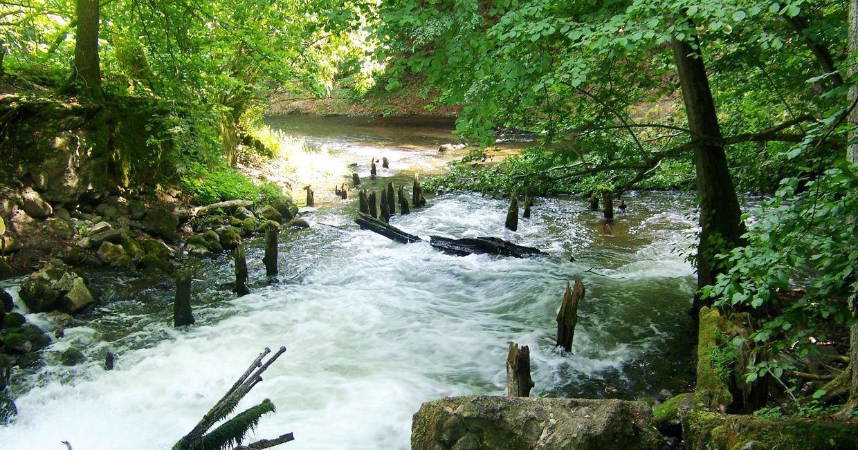 Drawieński Park Narodowy – ruiny Węgorni (fot. Wikipedia)