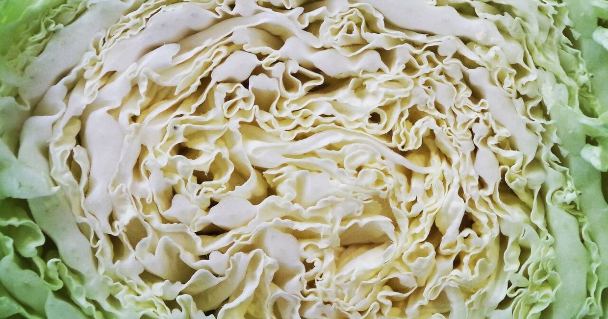 Jaka kapusta do kimchi - kapusta pekińska (fot. Ajale / pixabay.com)