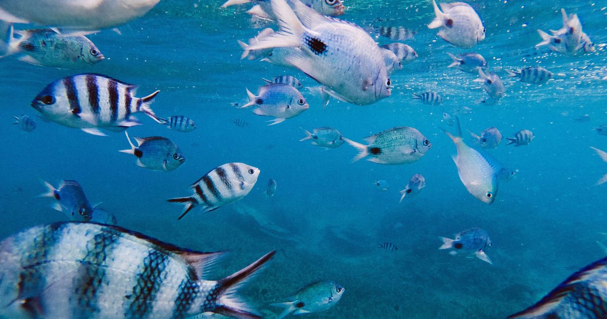Ławica ryb w oceanie (fot. Jeremy Wermeille)