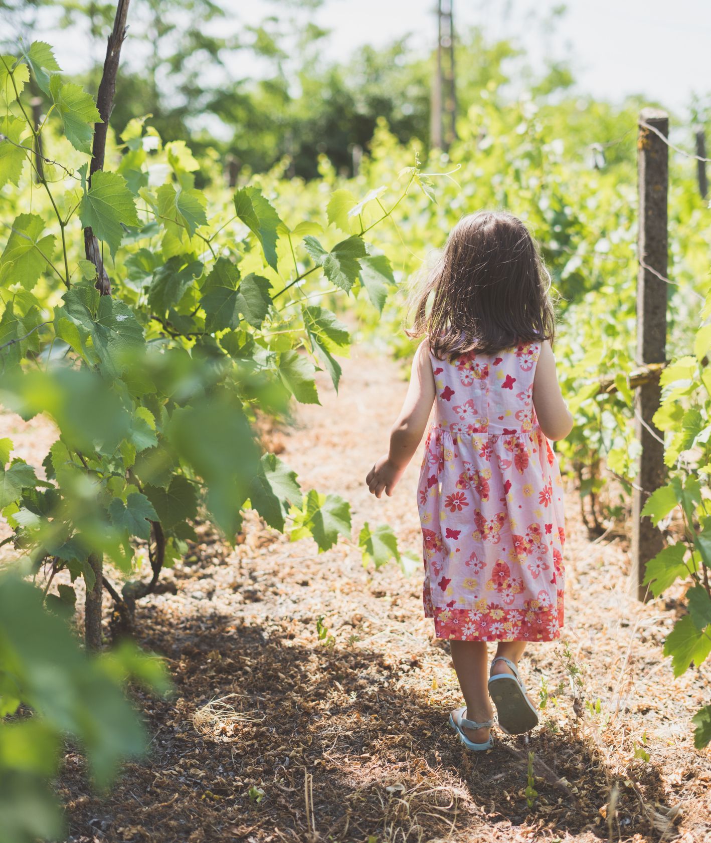 dziewczynka spaceruje wśród winorośli