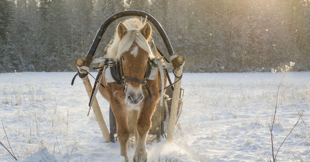 Łąka w śniegu i konny kulig (fot. www.getyourguide.pl)