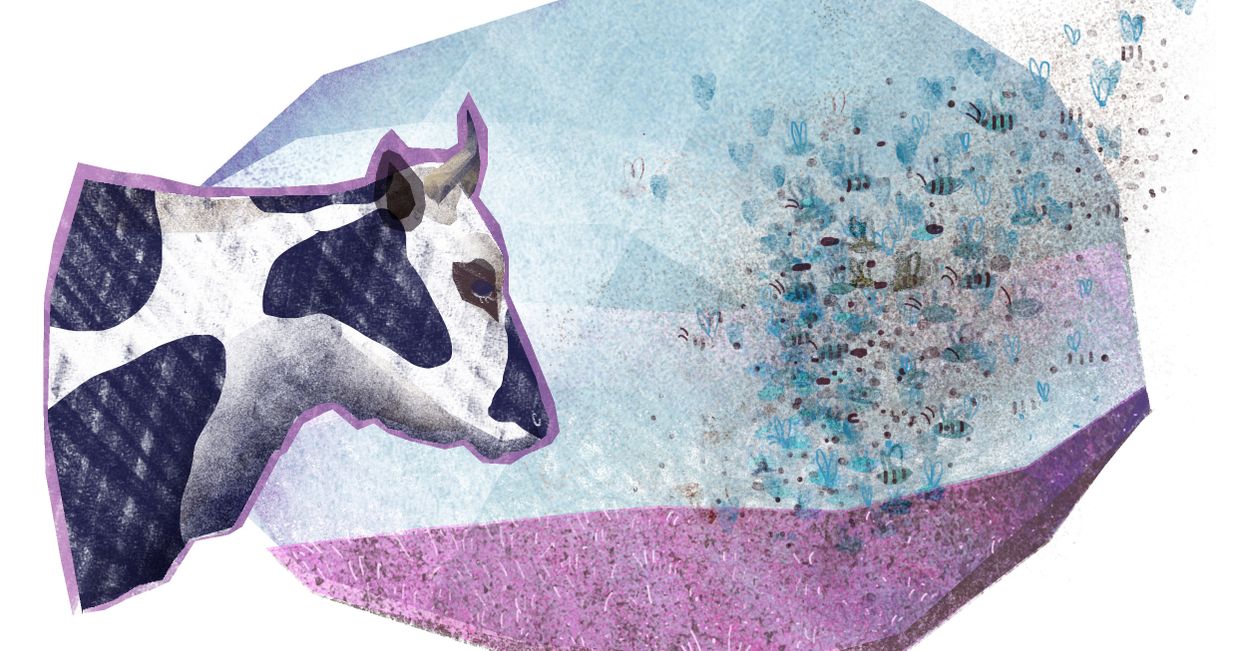 Ilustracja przedstawiająca krowę i rój pszczół (ilustracja: Urszula Mierzwa)