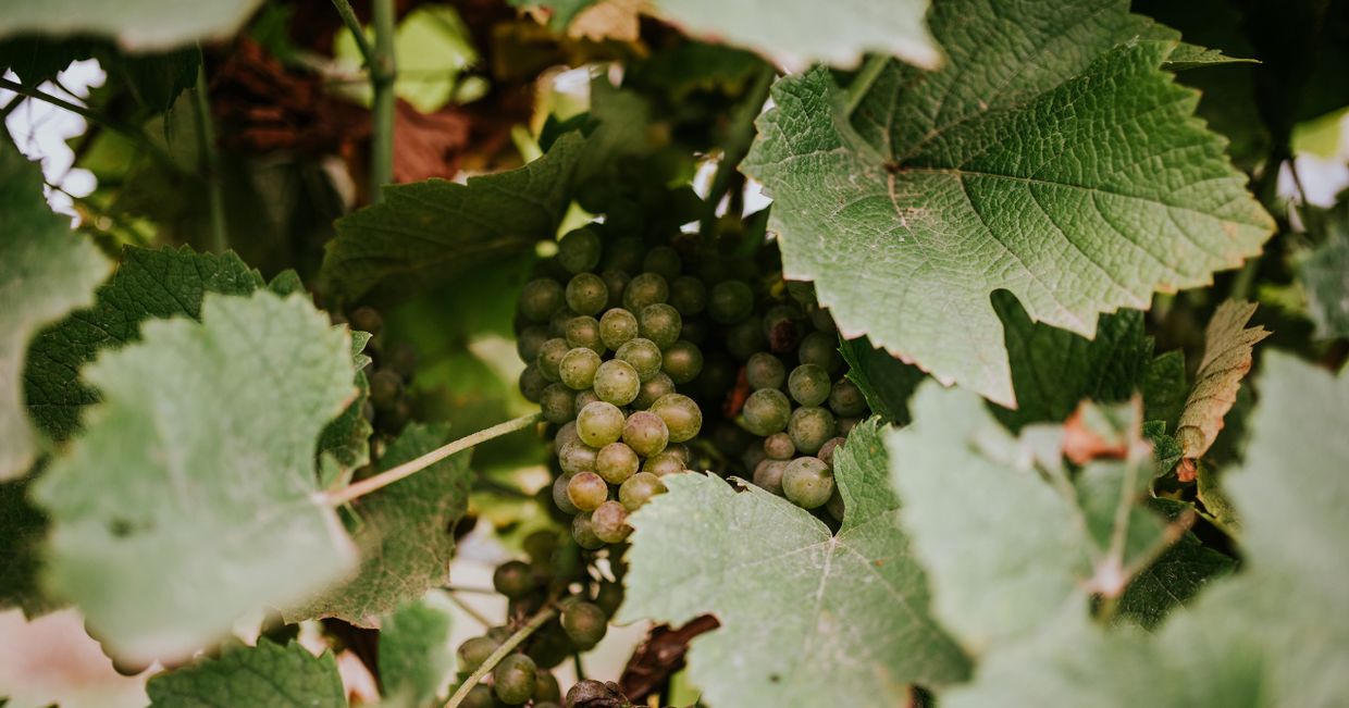 Polskie winnice i najciekawsze polskie wina (fot. Winnica Turnau)