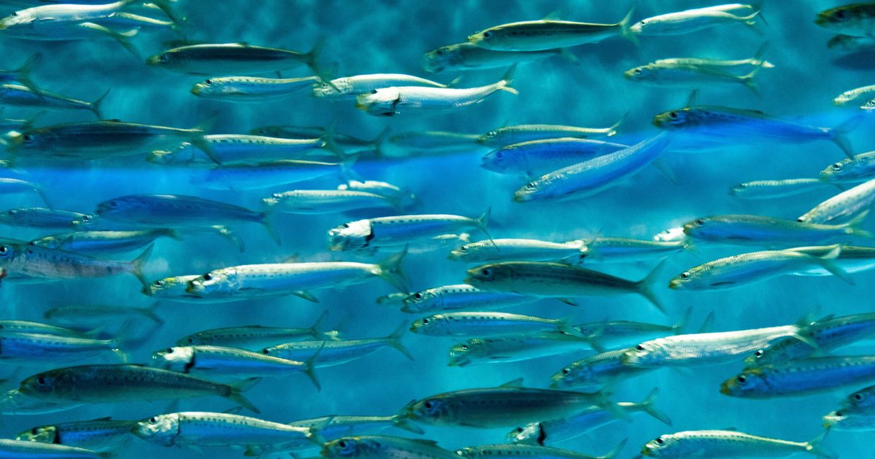 Ławica błękitnych ryb
