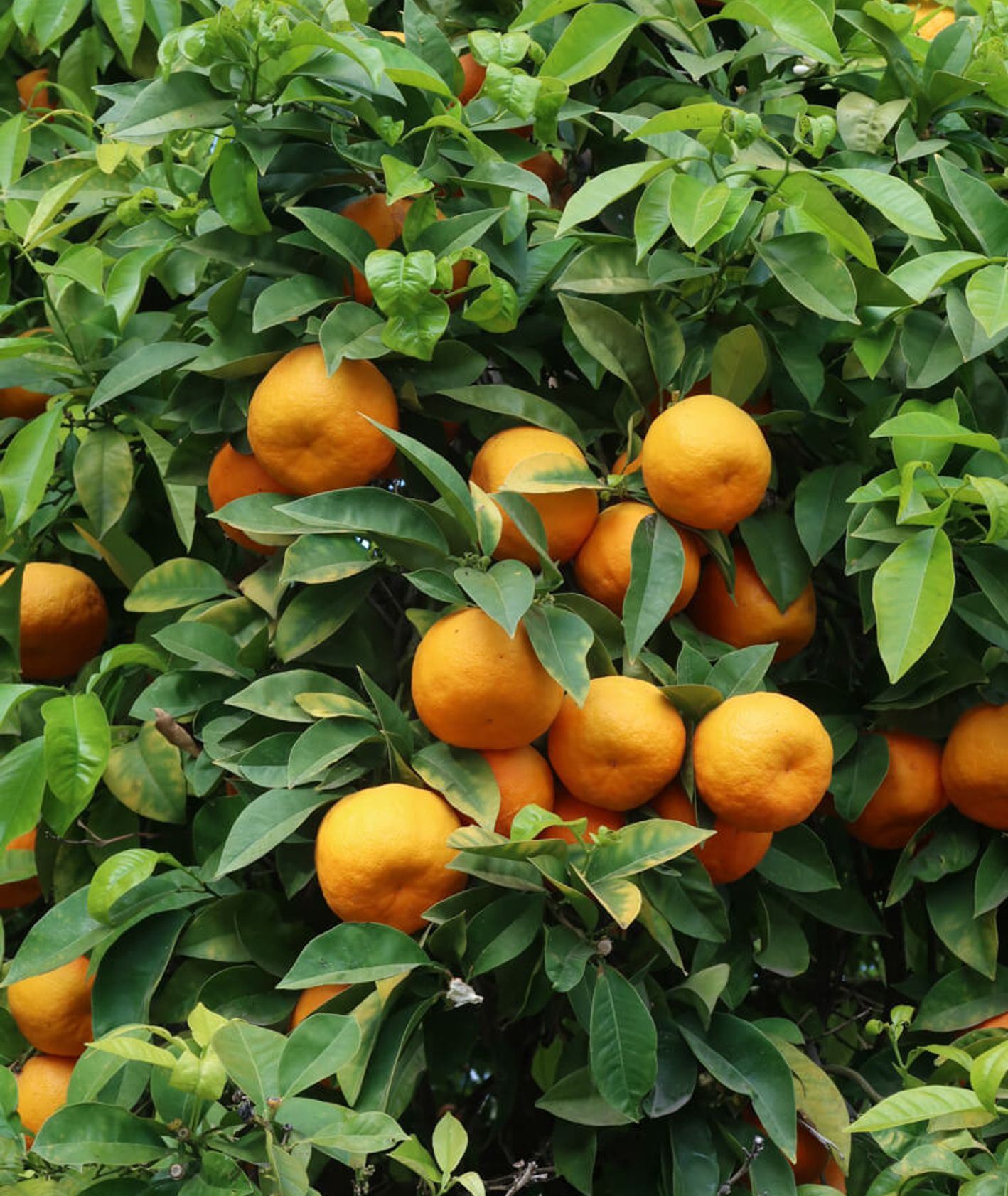 Dlaczego warto zwiedzić Sewillę? – kwiaty pomarańczy (fot. Julia Zabrodzka)