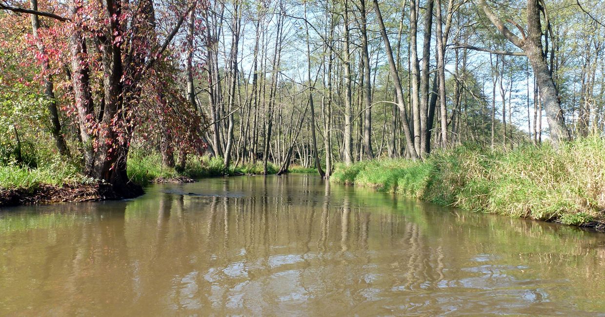 Rzeka Wieprz roztoczański w Roztoczańskim Parku Narodowym (fot. Łysy / Wikipedia)