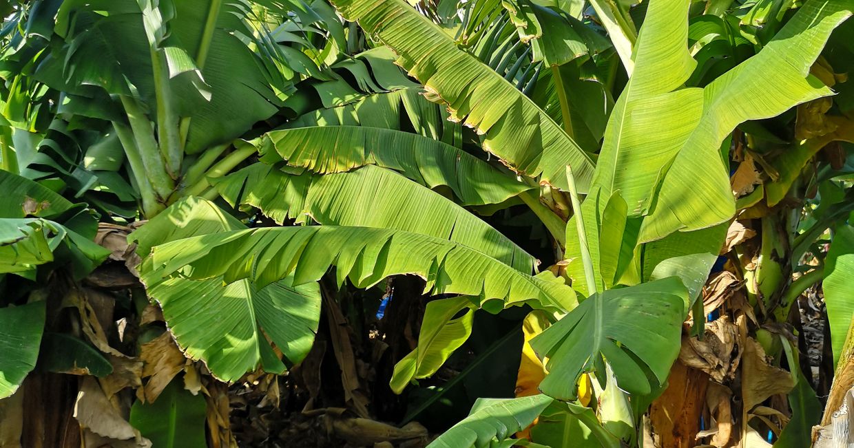Gaj bananowy- widoczne duże liście bananowców