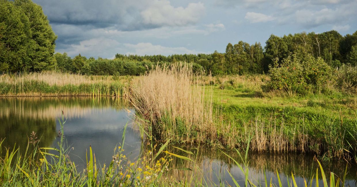 Sad na Podlasiu - Zaścianki (fot. Zuza Rozek)