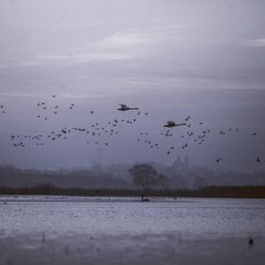 Krajobraz Biebrzańskiego Parku Narodowego, przelot ptaków nad Biebrzą, zmierzch (fot. Rafał Meszka)