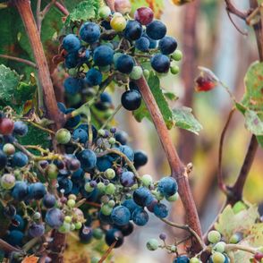 Dojrzewające owoce winogrona (fot. Alex Holyoake)
