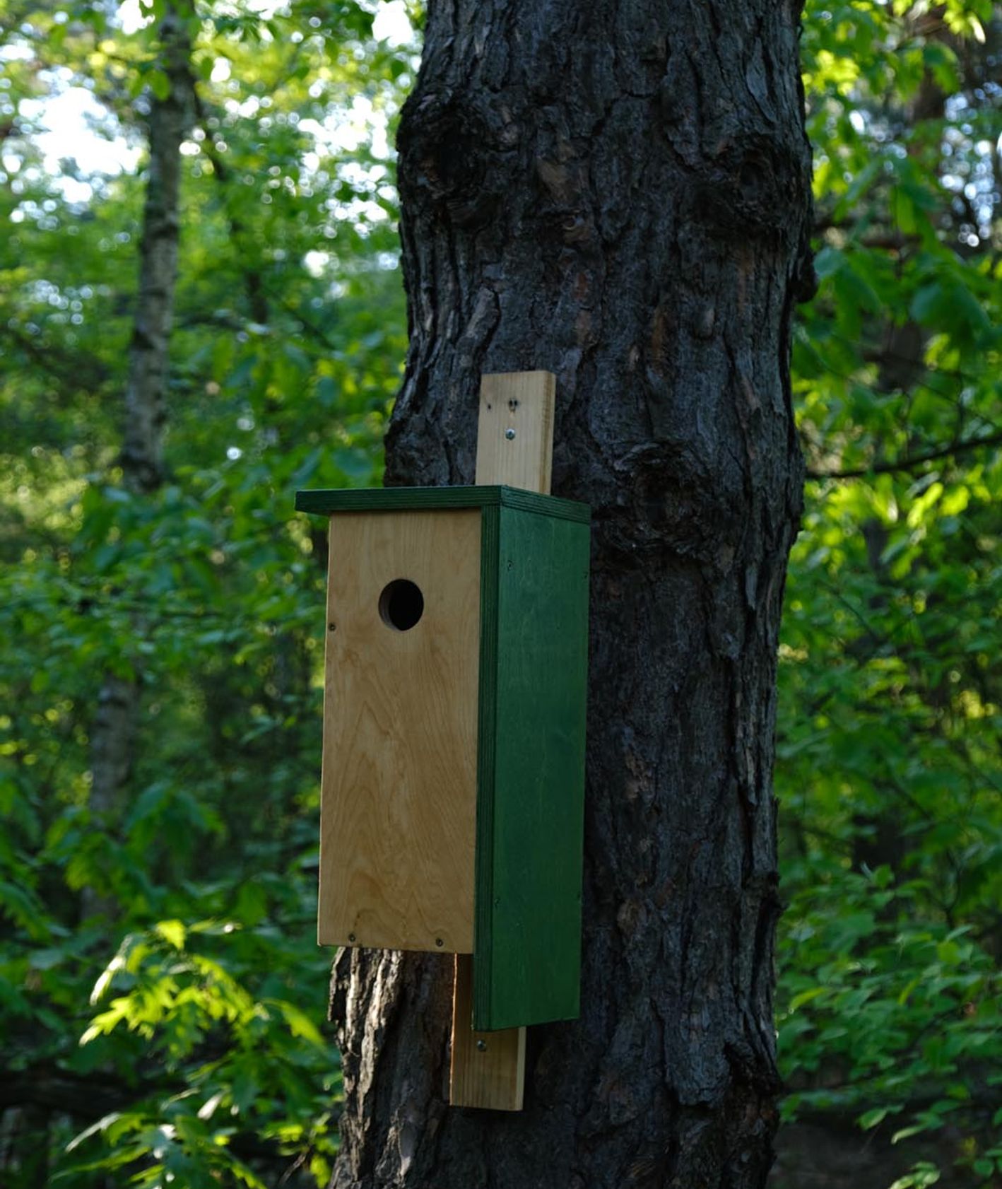 Budka dla ptaków na drzewie (fot. Marcin Lewandowski i Kaja Werbanowska)