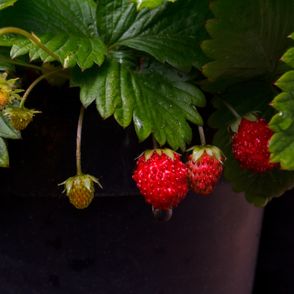 Poziomki na krzaczku (fot. Alejandro Pinero Americo / unsplash.com)